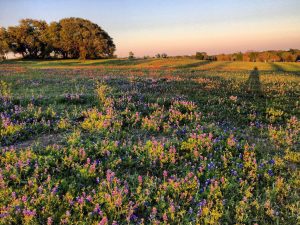spring flowers sunset image